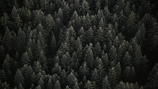 photo of gray tall trees thumbnail