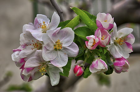 closed-up photo of white and pink flower thumbnail