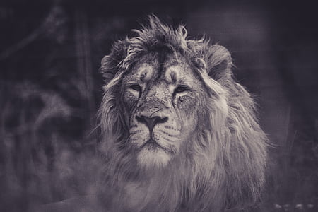 male lion illustration thumbnail