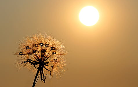 selective focus photography of brown flower against sun thumbnail