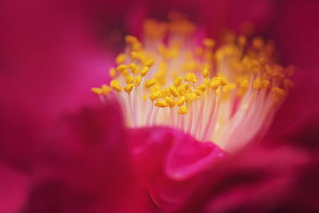 petals, plant, blur, flower thumbnail