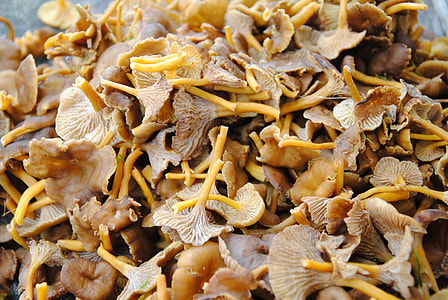 Chanterelle Mushrooms thumbnail