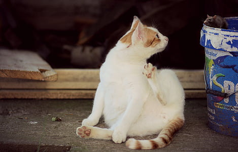 short-fur white and orange Patched tabby cat sitting beside blue bucket at daytime thumbnail