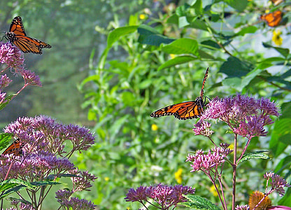 two brown butterflies on flowers thumbnail
