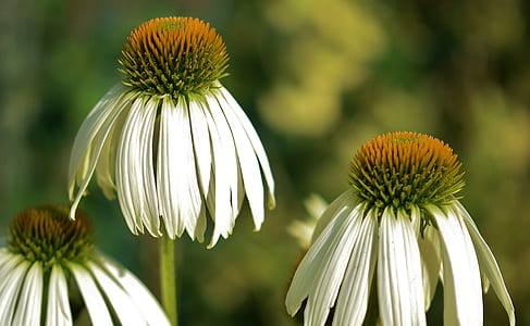 white and orange flowers thumbnail