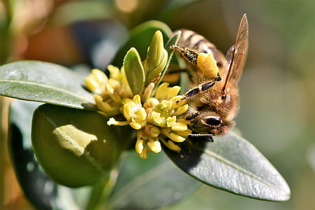 close-up photography of brown honey bee perched on yellow flower thumbnail