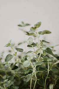 green plant thumbnail