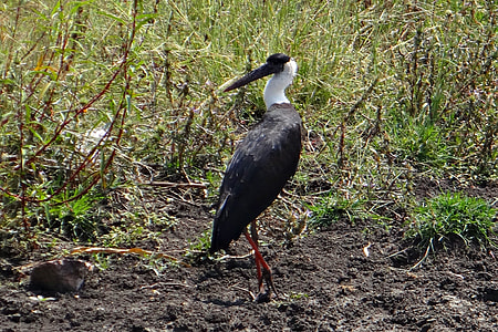 Woolly-Necked Stork, Bishop Stork thumbnail