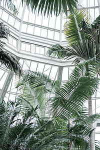 closeup photo of palm tree thumbnail