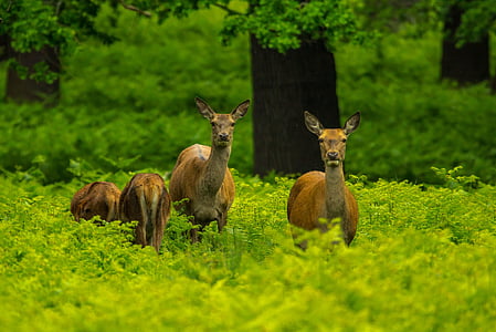 four brown deer on green grass thumbnail