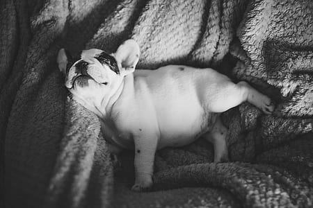 grayscale photo of French bulldog puppy thumbnail