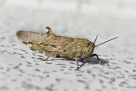 brown grasshopper thumbnail