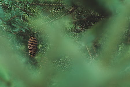 tree, foliage, pine cone, christmas thumbnail