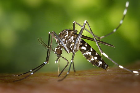 tiger mosquito in closeup photo thumbnail