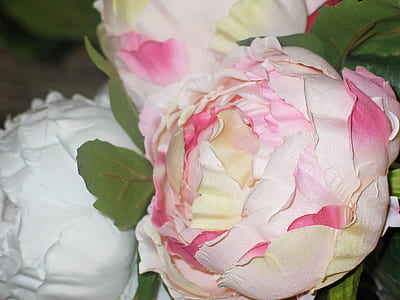 white and pink peony flower bud in close-up photography thumbnail