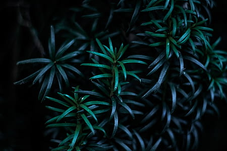 close-up photography of green leaf plant thumbnail