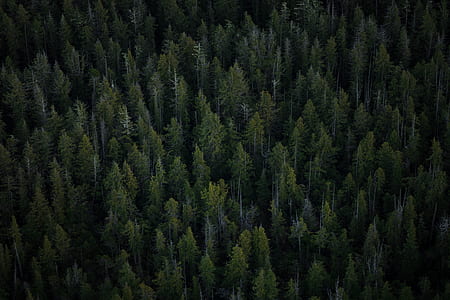 aerial photography of forest thumbnail
