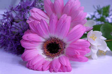 pink daisy thumbnail