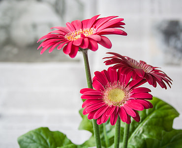 photography of red flowers thumbnail