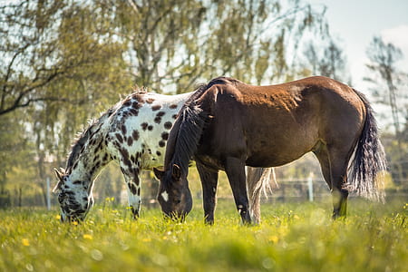brown and white horses thumbnail