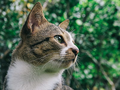 close-up photo of brown Tabby cat thumbnail