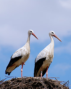 two birds on nest during daytime thumbnail