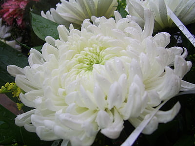 close-up photography of white chrysanthemum flower thumbnail