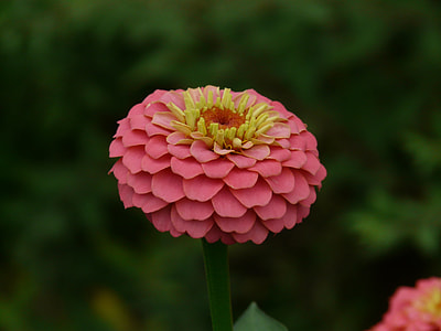 red and yellow flower thumbnail