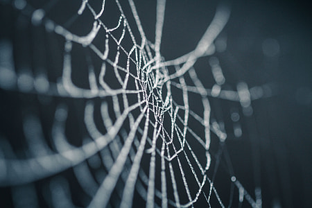 selective focus photo of spider web thumbnail