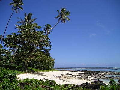coconut trees near beach thumbnail