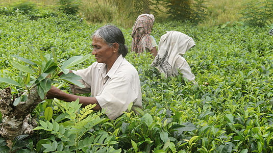 three woman's standing in green plants thumbnail