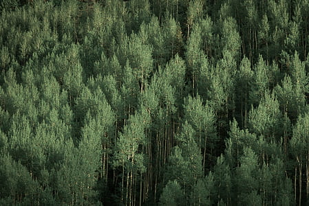 photo of green leafed trees thumbnail