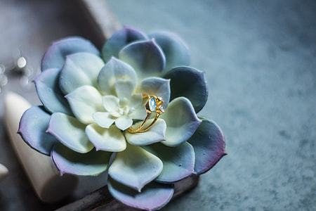 gold-colored ring on top of succulent plant thumbnail