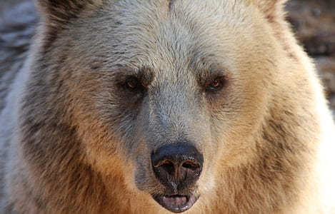 close-up photo of brown bear thumbnail