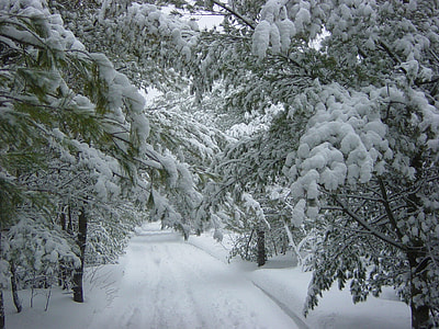snow-plowed road near trees covered in snow at daytime thumbnail