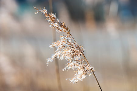 shallow focus photography of brown leafed plant thumbnail