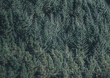 aerial photo of green trees thumbnail