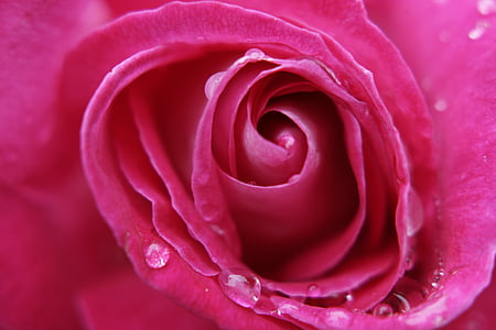 pink petaled flower thumbnail