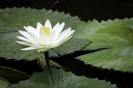 white lotus flower thumbnail