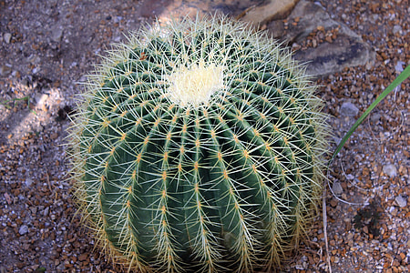 Golden Barrel Cactus, Cactus thumbnail