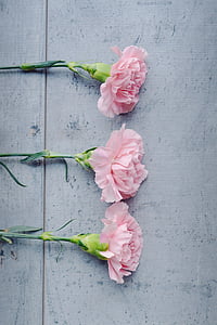 three pink flowers on white surface thumbnail