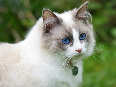 macro photography of white and gray cat thumbnail