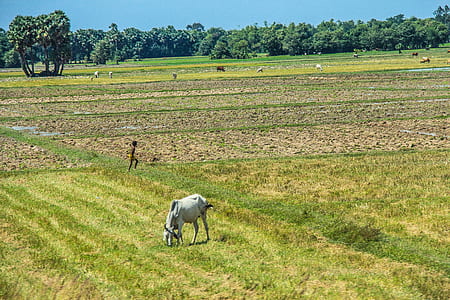 topless boy walking on green grass field under blue sky thumbnail