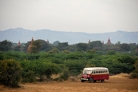 white and red bus beside tree during daytime thumbnail