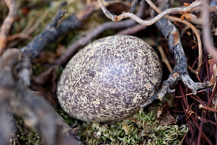 gray egg on nest thumbnail