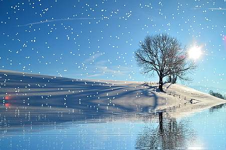 leafless tree beside river digital wallpaper thumbnail