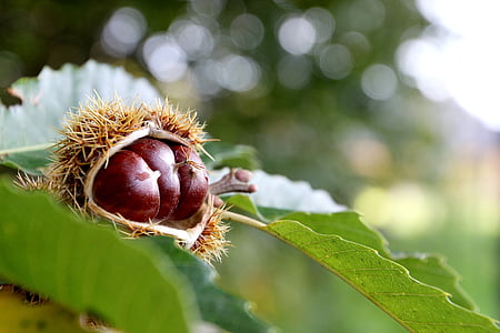 brown and green fruit thumbnail