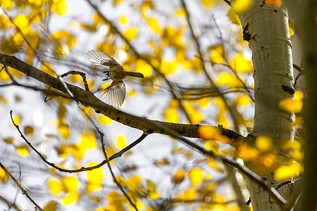 low-angle photography of gray bird flying over tree during daytime thumbnail