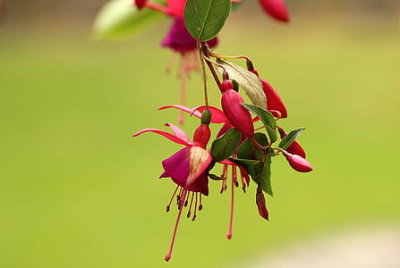 selective focus photography of red fuchsia flower thumbnail
