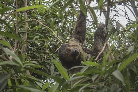 brown sloth hanging on tree during daytime thumbnail